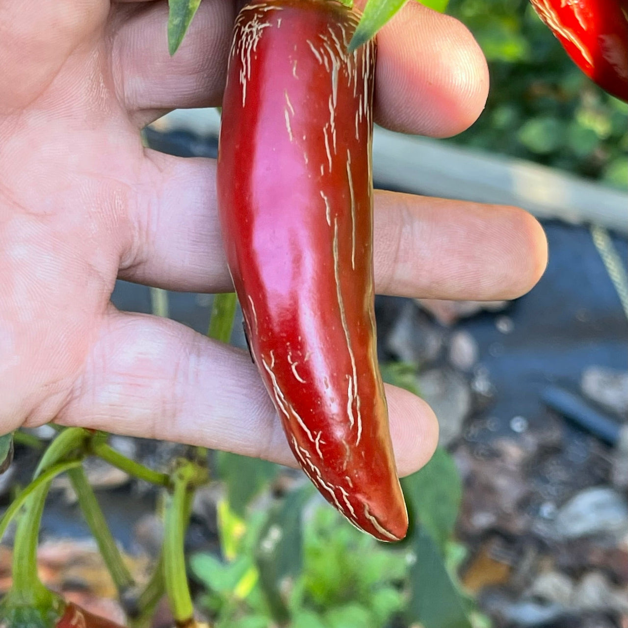 Jalapeño TAM - Seeds