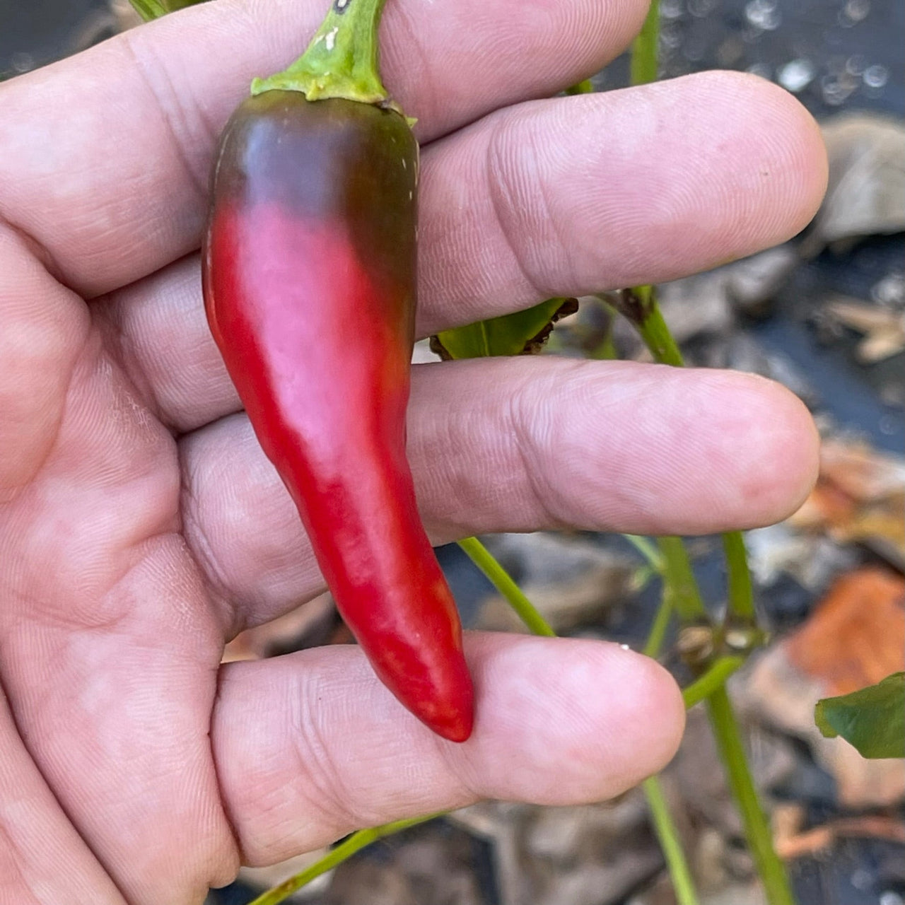 Jalapeño TAM - Seeds