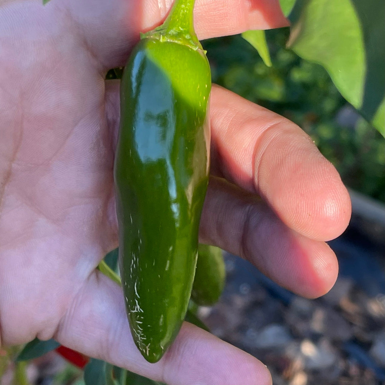 Jalapeño TAM - Seeds