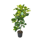 Dang Rasimi Jackfruit Dwarf Tree, from Seedlings