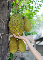 Jackfruit Seedling (Artocarpus heterophyllus)
