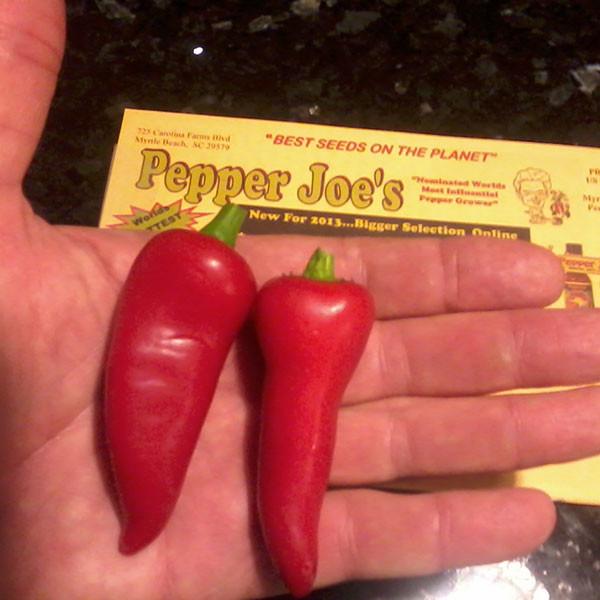 Jalapeno Pepper - Early Seeds