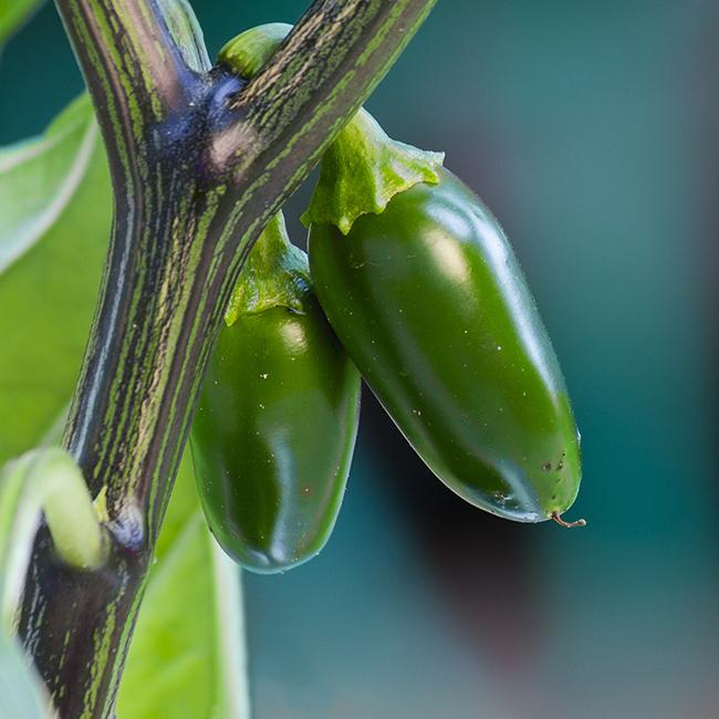 Pepper Joe's Jalapeno Pepper Seeds