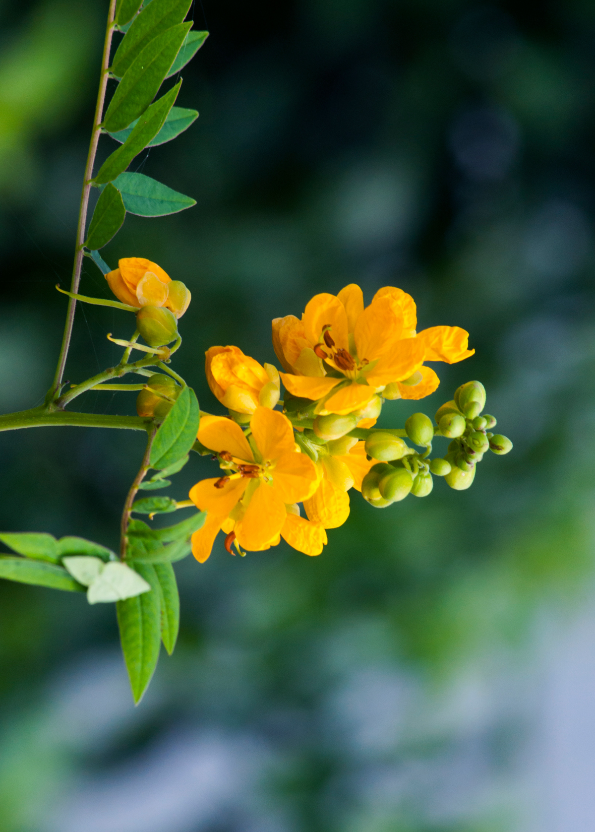 Jamaican Dandelion (Senna occidentalis)