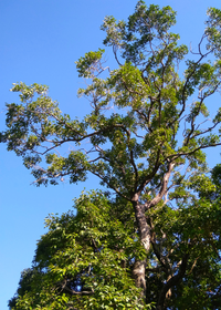 Jamun (Syzygium cumini)