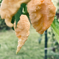 Jay's Peach Ghost Scorpion Pepper Seeds