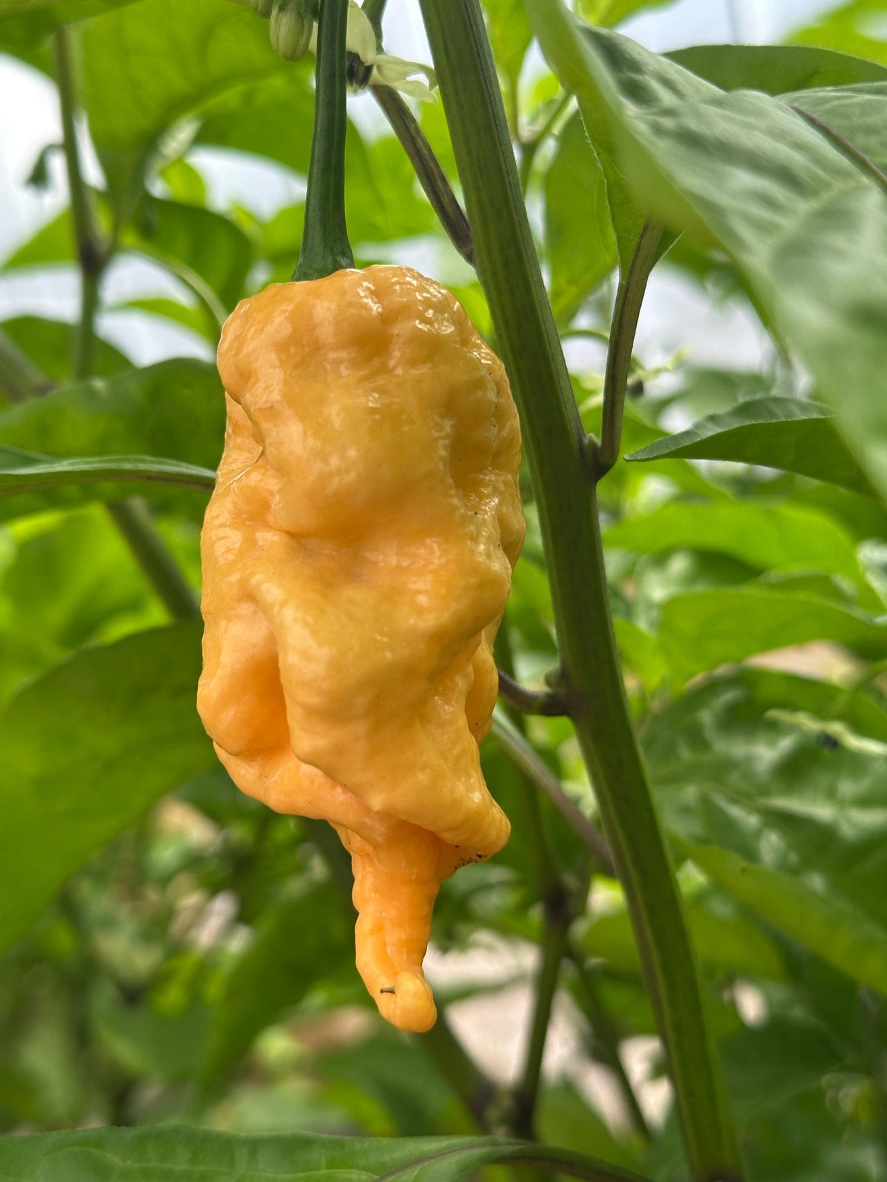 Jay's Peach Ghost Scorpion Pepper Seeds