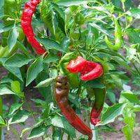 Jimmy Nardello's Italian Pepper Seeds