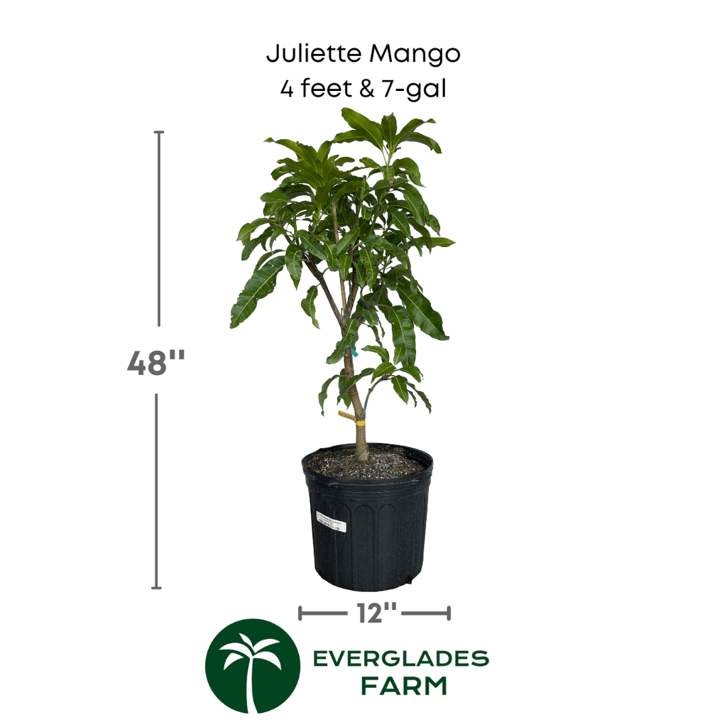 Juliette Mango Tree Grafted