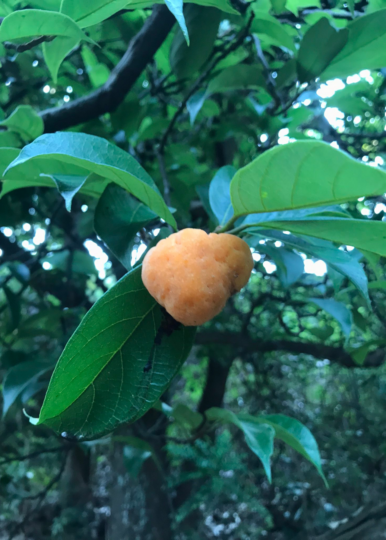 Kwai Muk (Artocarpus hypargyraeus)