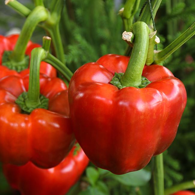 King of the North Pepper Seeds