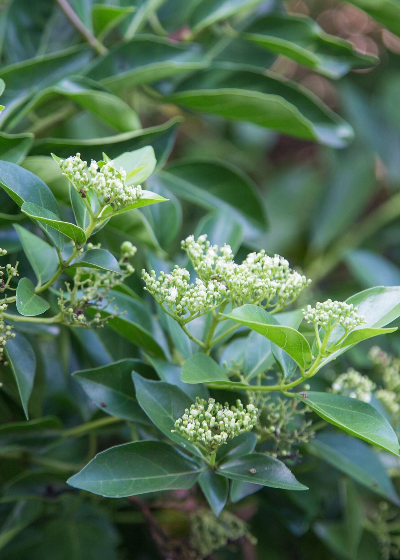 La Cach (Premna serratifolia)