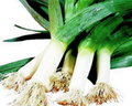 Large American Flag Leek Seeds