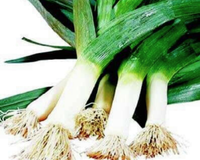 Large American Flag Leek Seeds