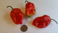 Large Red 7 POD - Seeds