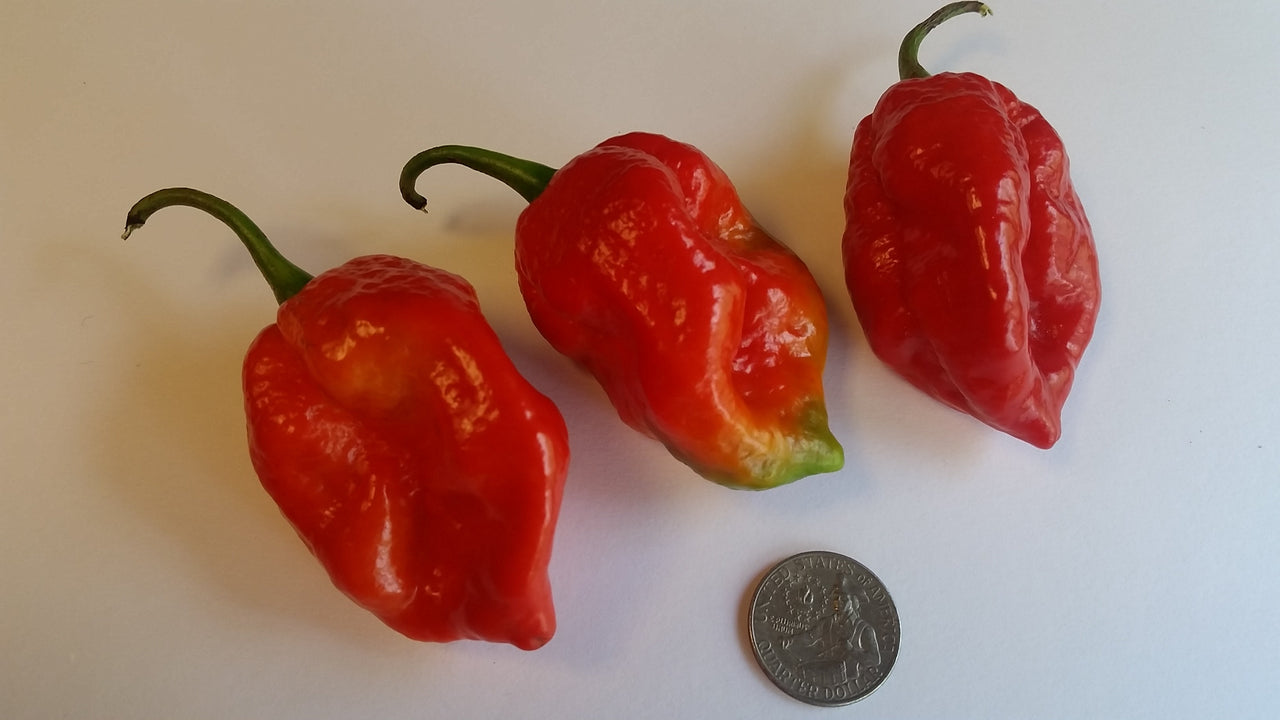 Large Red 7 POD - Seeds