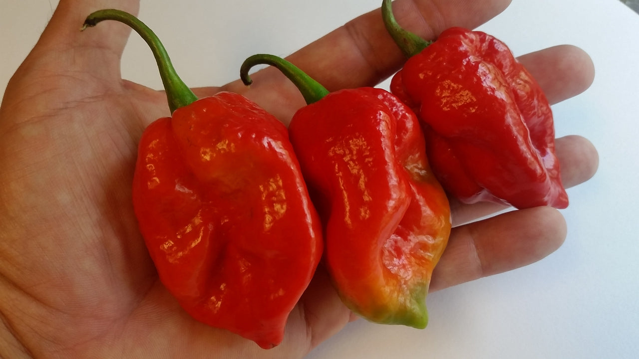 Large Red 7 POD - Seeds