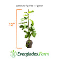 Lattarula Fig Tree
