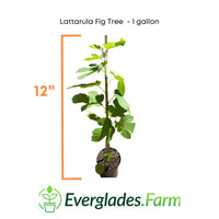 Lattarula Fig Tree
