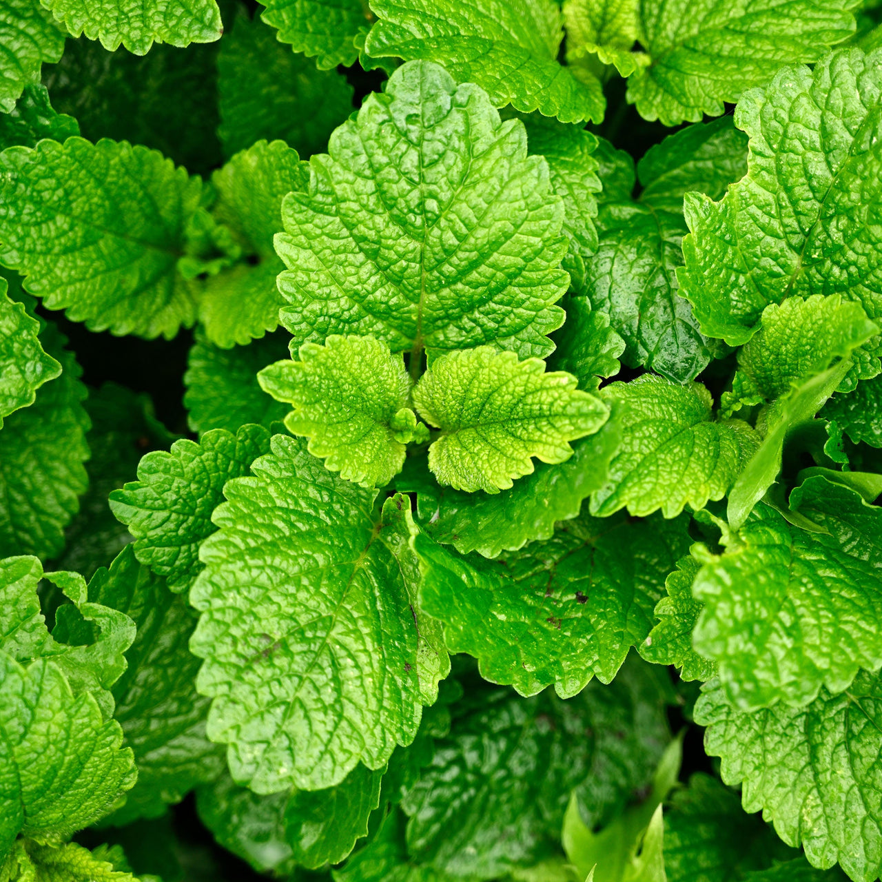 Lemon Balm Melissa Seeds