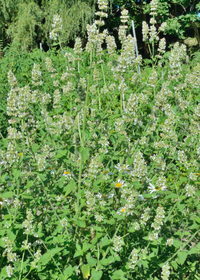 Lemon Balm (Melissa officinalis)