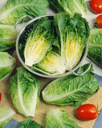 Little Caesar Lettuce Seeds