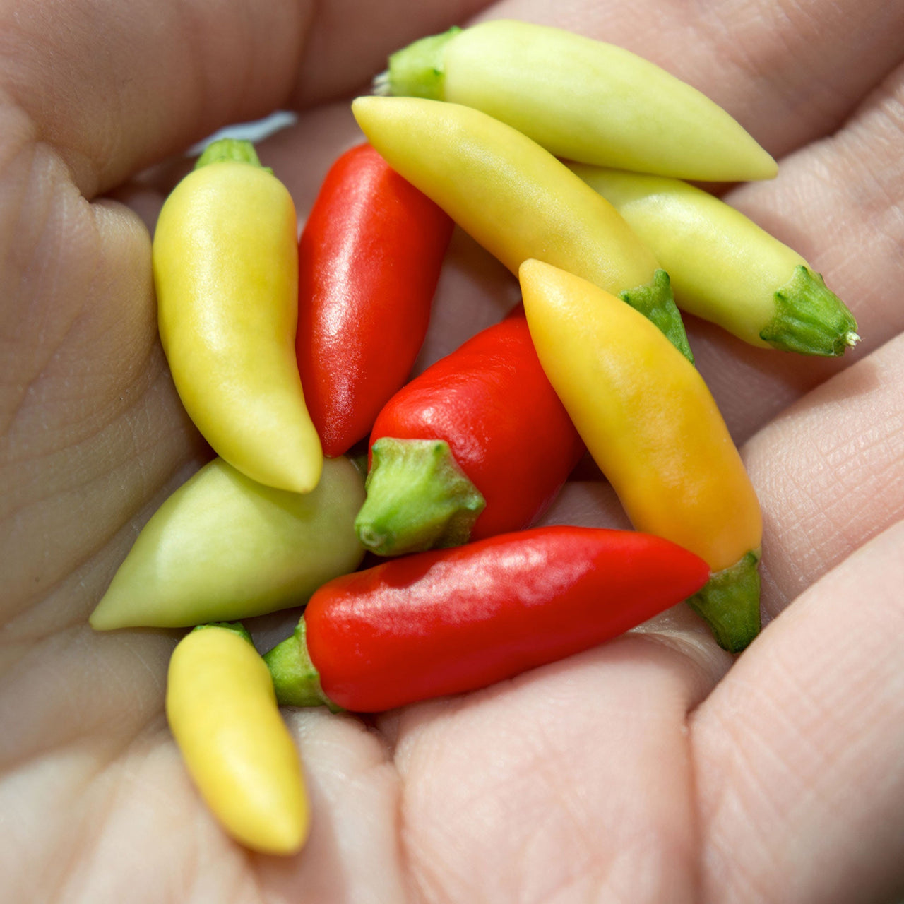 Little Elf Pepper Seeds