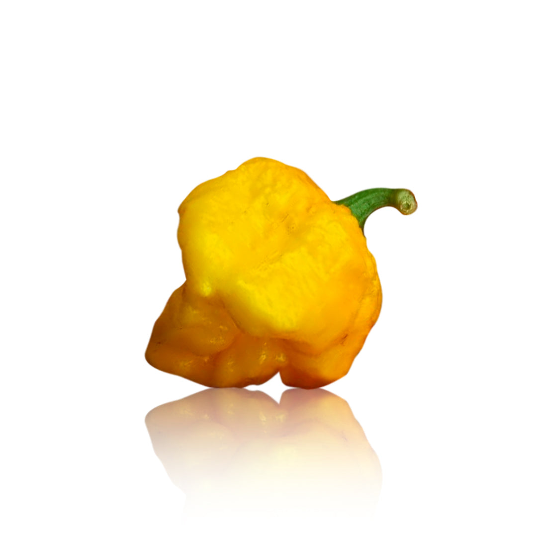 MA Wartryx Yellow Pepper Seeds