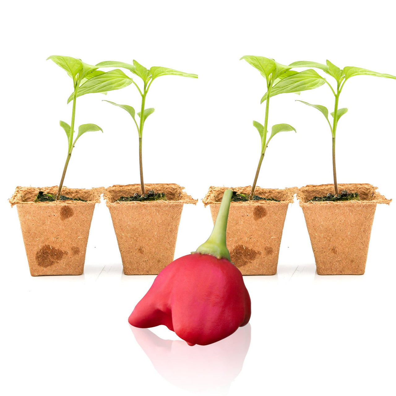 Mad Hatter Pepper Plants
