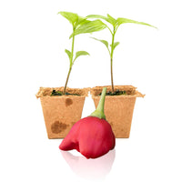 Mad Hatter Pepper Plants