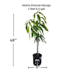 Maha Chanok Mango Tree, Grafted