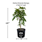 Maha Chanok Mango Tree, Grafted