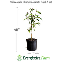 Malay Apple Otaheite Apple – (Airlayered) Fruit Tree for Sale