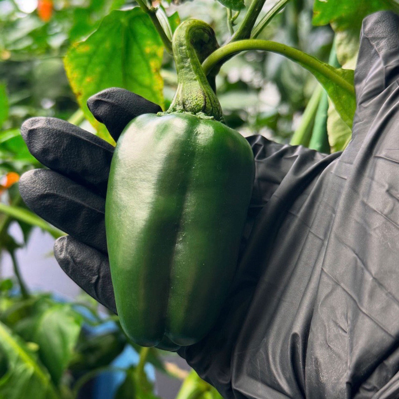 Marconi Giant Pepper Seeds