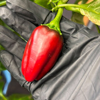 Marconi Giant Pepper Seeds