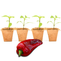 Marconi Giant Pepper Plants