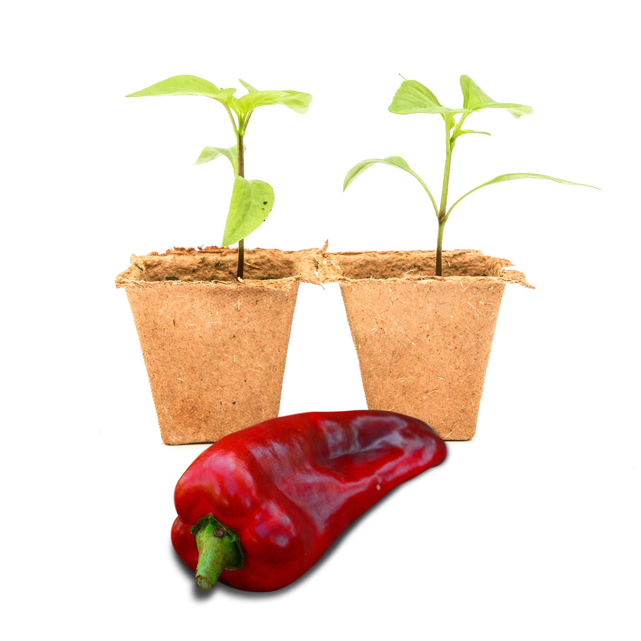 Marconi Giant Pepper Plants