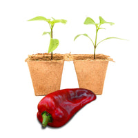 Marconi Giant Pepper Plants