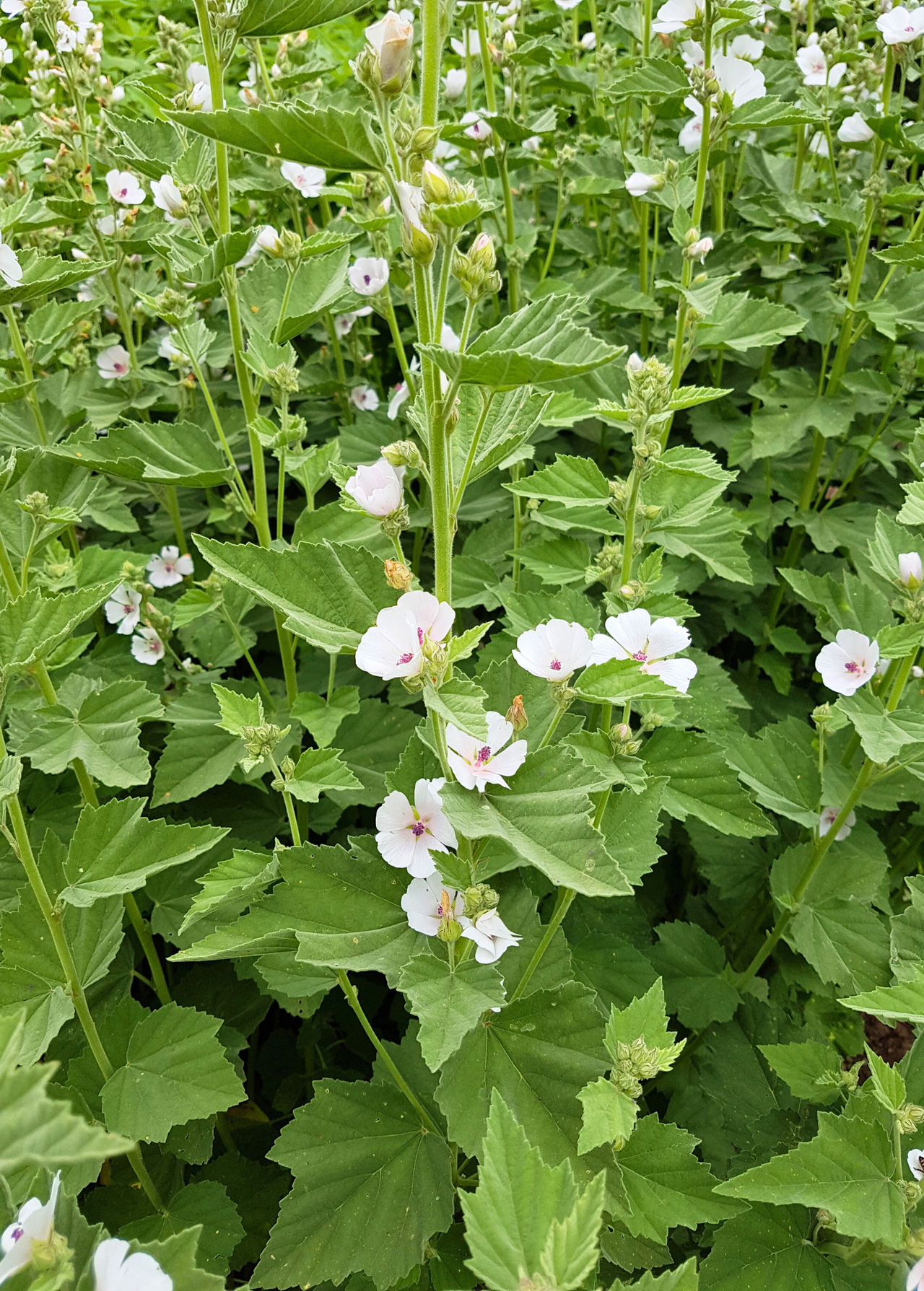 Marshmallow Althaea Officinalis The Pepper Pantry marshmallow-althaea-officinalis-the-pepper-pantry
