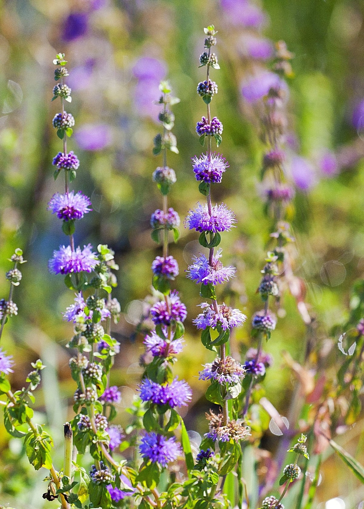 Pennyroyal (Mentha pulegium)