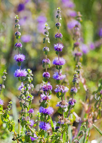 Pennyroyal (Mentha pulegium)