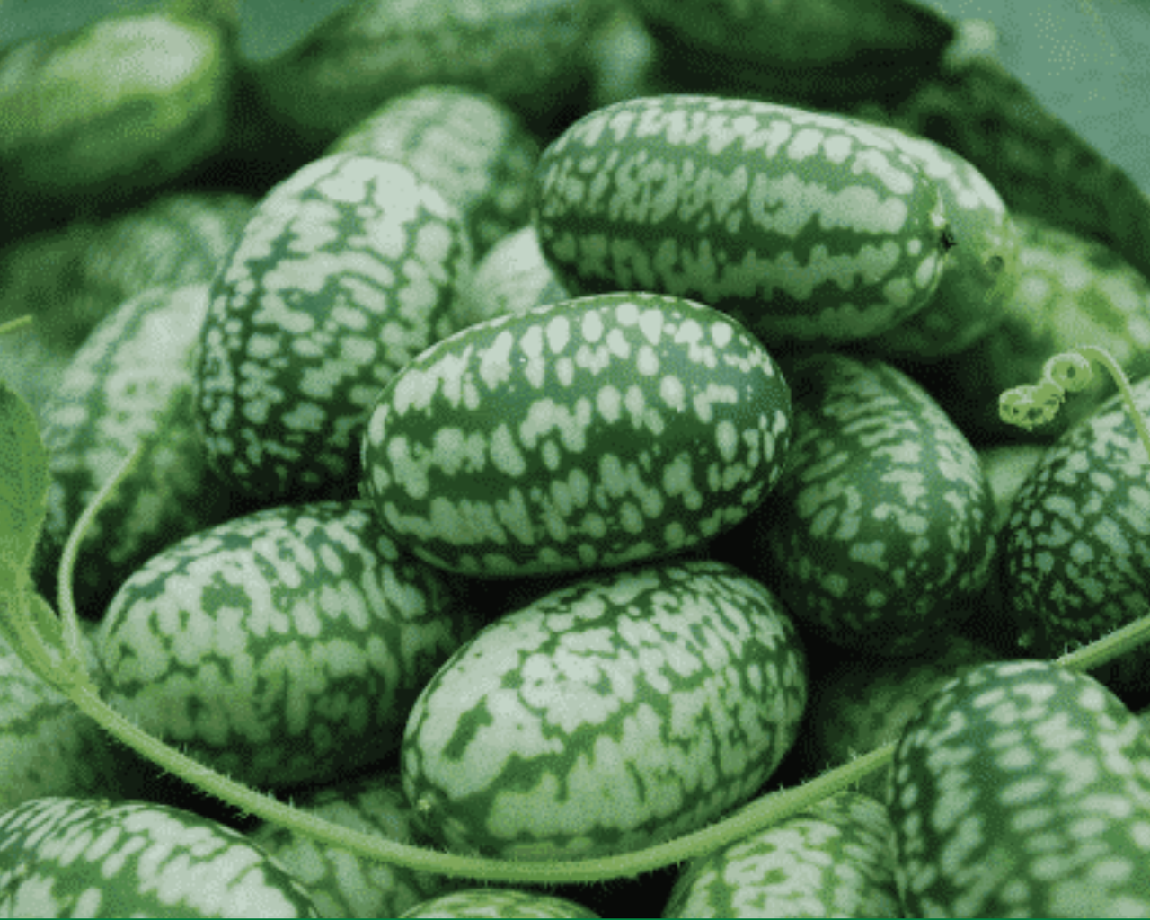 Mexican Sour Cucumber Seeds