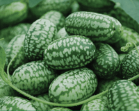 Mexican Sour Cucumber Seeds