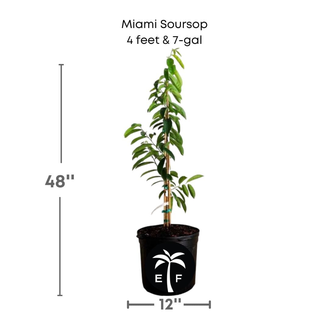 Soursop Guanabana from Seedlings Fruit Tree