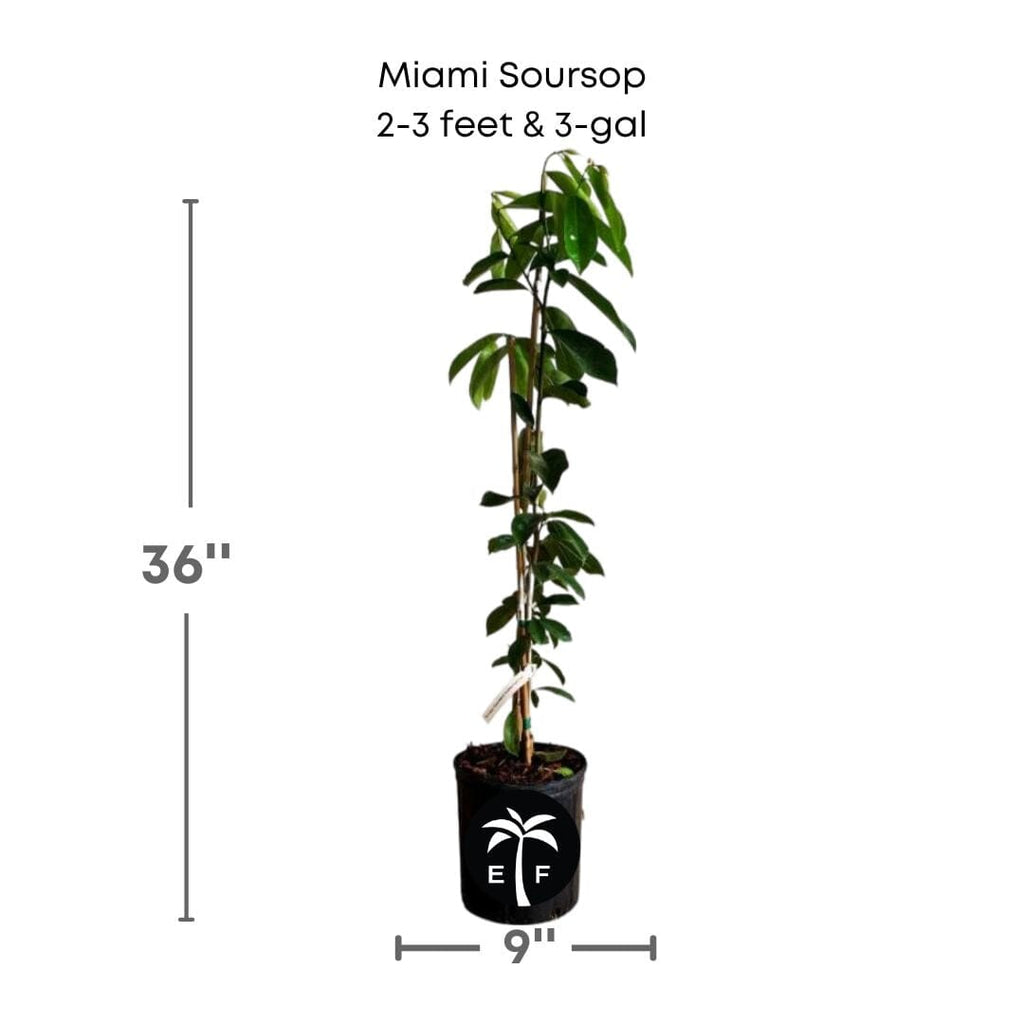 Soursop Guanabana from Seedlings Fruit Tree