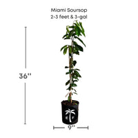 Soursop Guanabana from Seedlings Fruit Tree