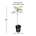 Moringa Tree (Moringa Oleifera Tree for Sale)