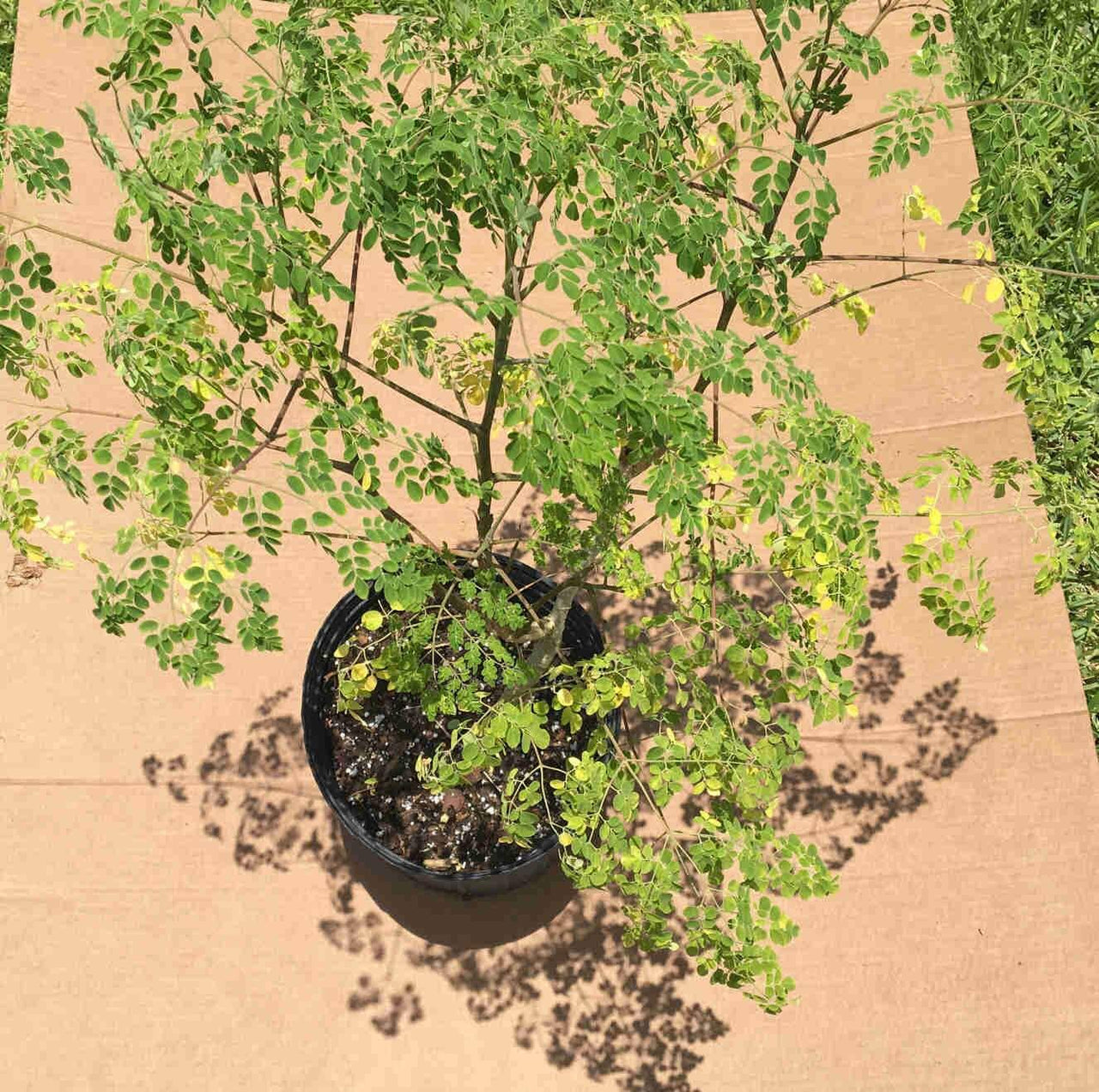Moringa Tree (Moringa Oleifera Tree for Sale)