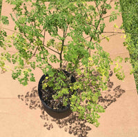 Moringa Tree (Moringa Oleifera Tree for Sale)