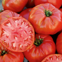 Thumbnail for Mortgage Lifter Tomato Seeds